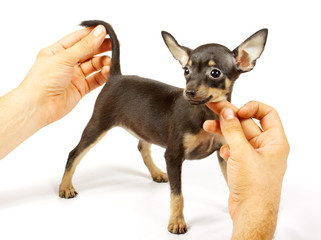small chihuahua puppy