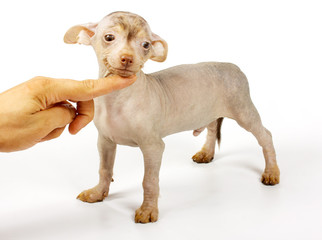 Chinese crested dog