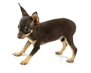 small chihuahua puppy