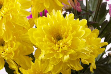 beauty colorful chrysanthemum