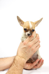 Chihuahua small puppy