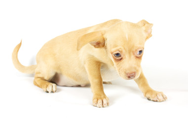 small chihuahua puppy