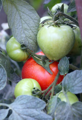 tomatoes