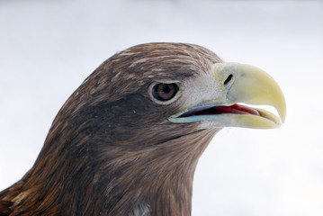 Eagle