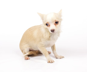 Chihuahua small puppy