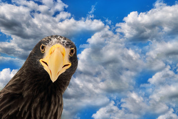 The Eagle and sky