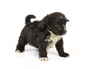 Chihuahua puppy in studio