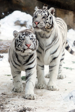 White tiger