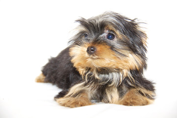 pupyy Yorkshire Terrier