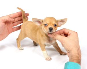 chihuahua puppy in studio