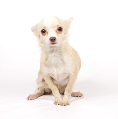 Chihuahua small puppy