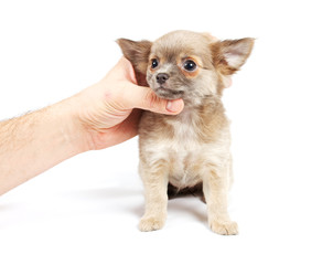 Chihuahua puppy in studio