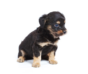 Chihuahua puppy in studio