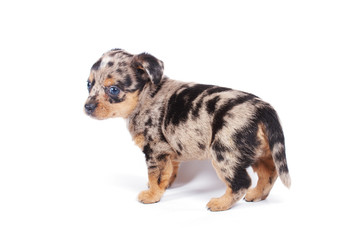 Chihuahua puppy in studio