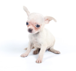 Chihuahua puppy in studio