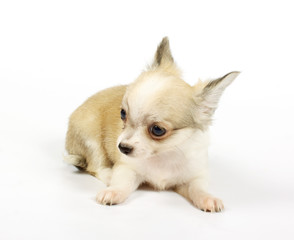 small chihuahua puppy