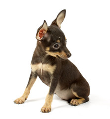 small chihuahua puppy