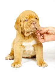 Obraz premium Bordeaux dog puppy