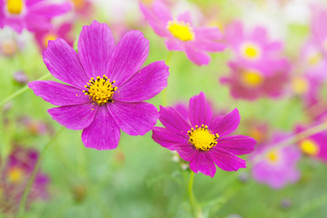 Beautiful flowers cosmos