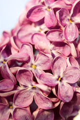 Fragrant lilac bush in the spring garden