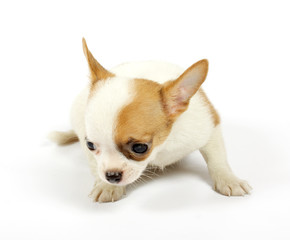 small chihuahua puppy