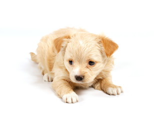 Chihuahua puppy in studio