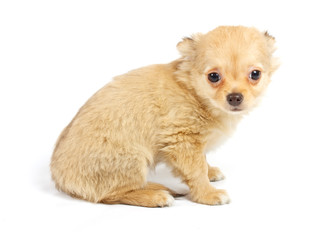 Chihuahua puppy in studio