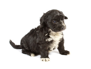 Chihuahua puppy in studio