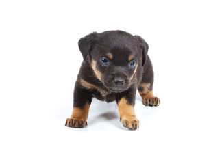 Fototapeta premium Chihuahua puppy in studio