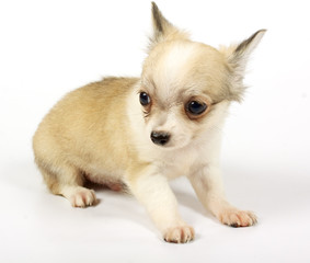 small chihuahua puppy