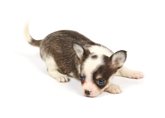 small chihuahua puppy