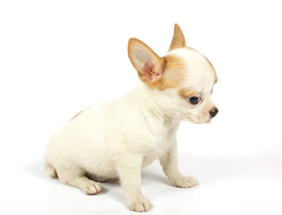 small chihuahua puppy