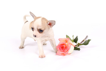 chihuahua puppy in studio