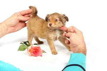 chihuahua puppy in studio