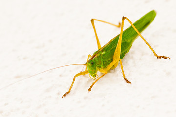 Heupferd