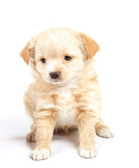 Chihuahua puppy in studio