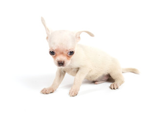Chihuahua puppy in studio