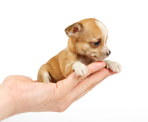 Funny puppy Chihuahua poses