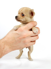 Funny puppy Chihuahua poses