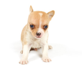 Funny puppy Chihuahua poses