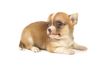 Funny puppy Chihuahua poses