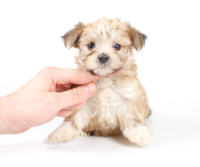 Funny puppy Chihuahua poses