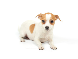 Funny puppy Chihuahua poses