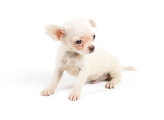 Chihuahua puppy in studio