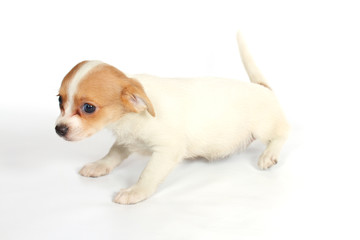 chihuhua puppy on the white background