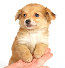 Obraz premium chihuhua puppy on the white background