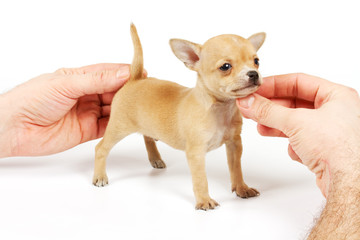 Funny puppy Chihuahua poses