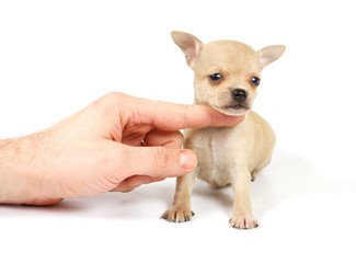 Funny puppy Chihuahua poses