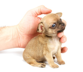 Funny puppy Chihuahua poses