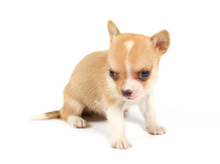 Funny puppy Chihuahua poses